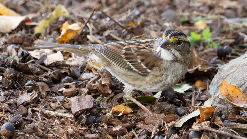 White-throated Sparrow (Zonotrichia albicollis).jpg